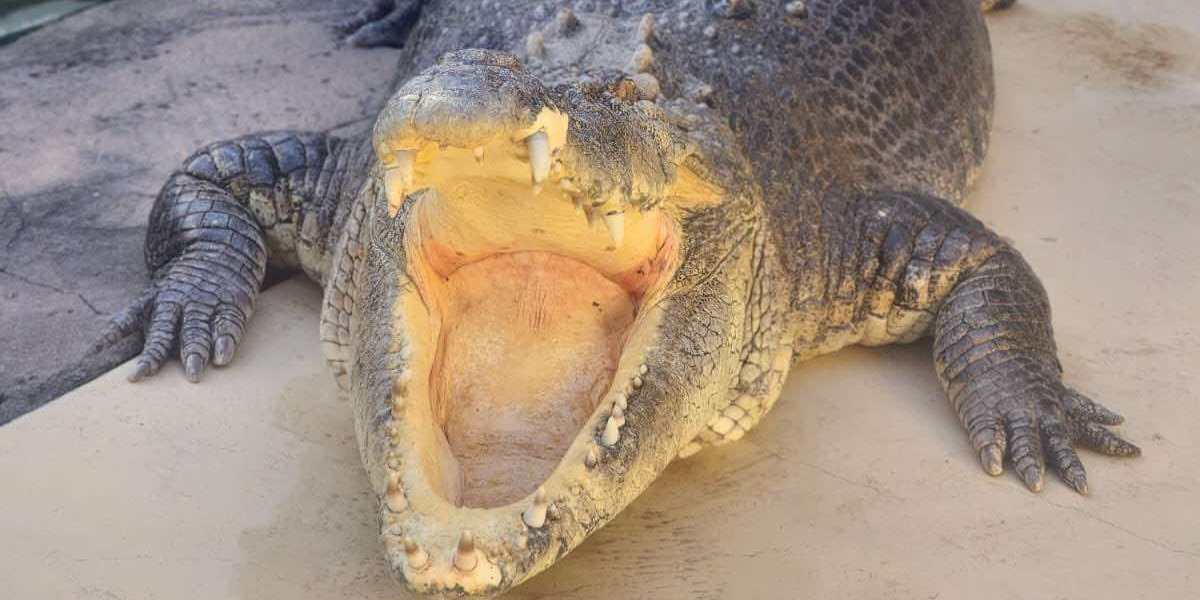 Помер крокодил Берт, який зіграв у фільмі Крокодил Данді (Фото: @Crocosaurus Cove Darwin/Facebook)