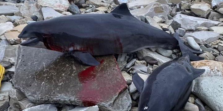 Dolphins are being washed up in the Black Sea near Russia's shores. (Photo: Delfacenter)
