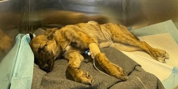 Поліція Тернополя розпочала кримінальне провадження через жорстоке поводження з тваринами (Фото: @oleksandrivnaa/Instagram)
