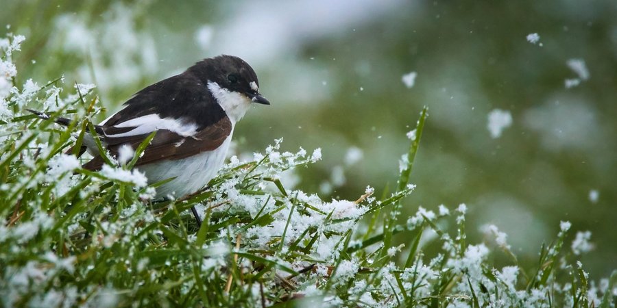 День осадков. Синоптики предупредили о&nbsp;дожде и&nbsp;мокром снеге в&nbsp;большинстве областей Украины, прояснения только в&nbsp;одном регионе