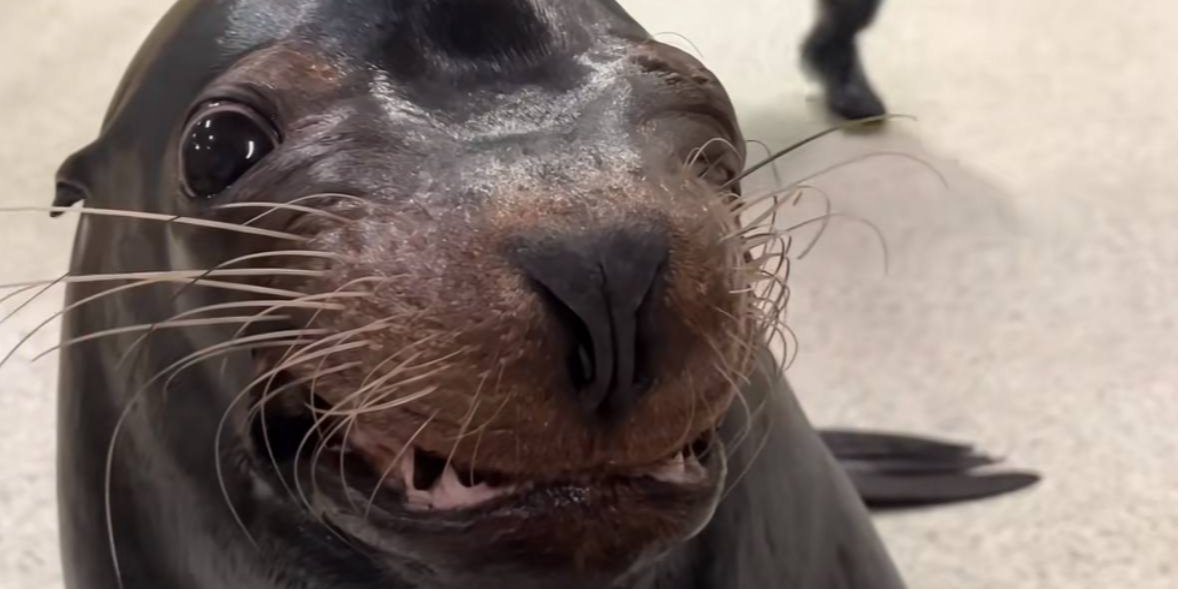 Видео с танцующим морским львом набрало почти 35 миллионов просмотров (Фото: Georgia Aquarium/Tik Tok/скриншот)