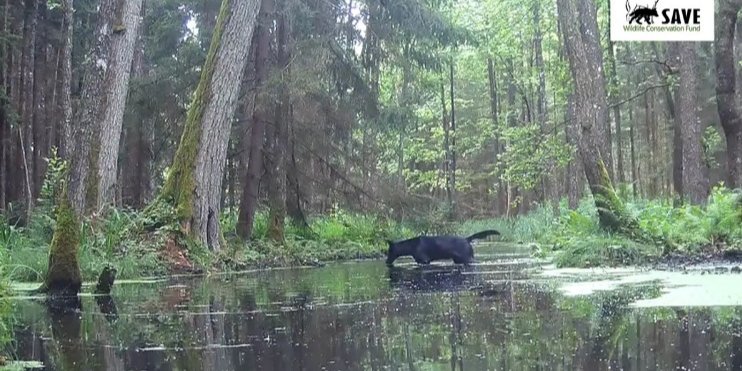 Редкий черный волк, о котором рассказывал польский фольклор (Фото: SAVE — Фонд охраны дикой природы Польши)