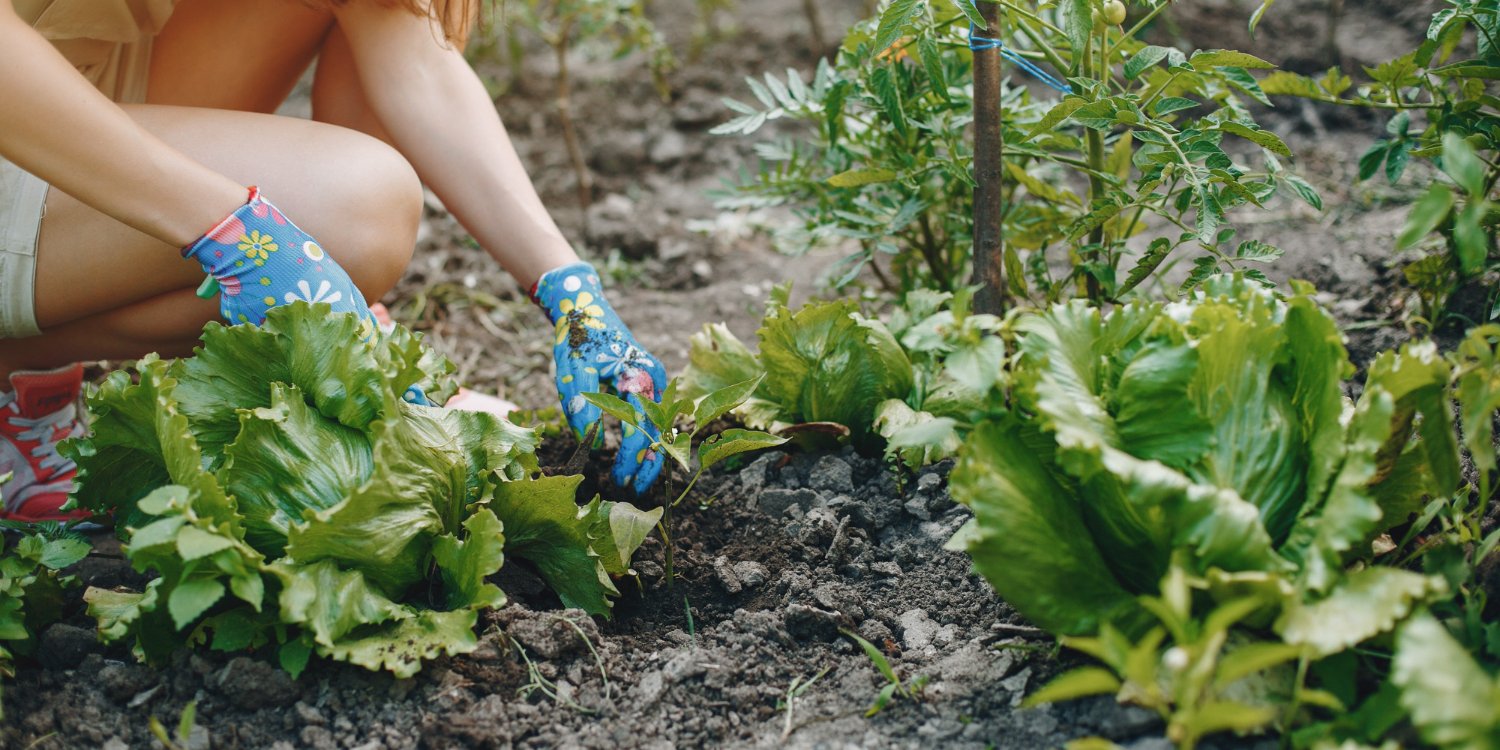 10 овощей, которые стоит посадить в марте, чтобы не остаться без урожая (Фото: prostooleh/freepik)