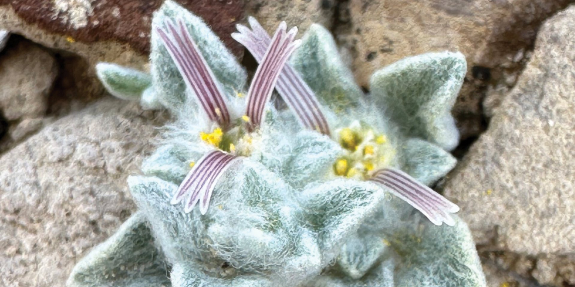 Первая фотография Ovicula biradiata, сделанная Деб Мэнли (Фото: PhytoKeys (2025))