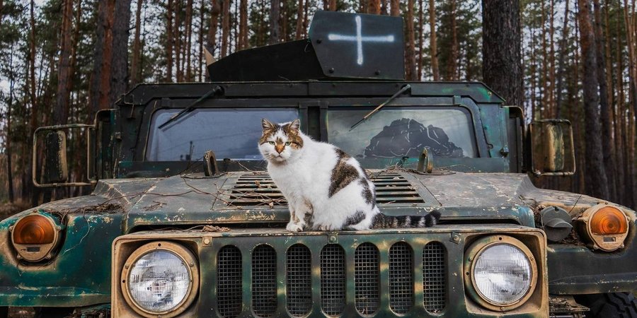 Статус члена семьи погибшего: юристы о порядке получения и кто имеет право в 2025 году