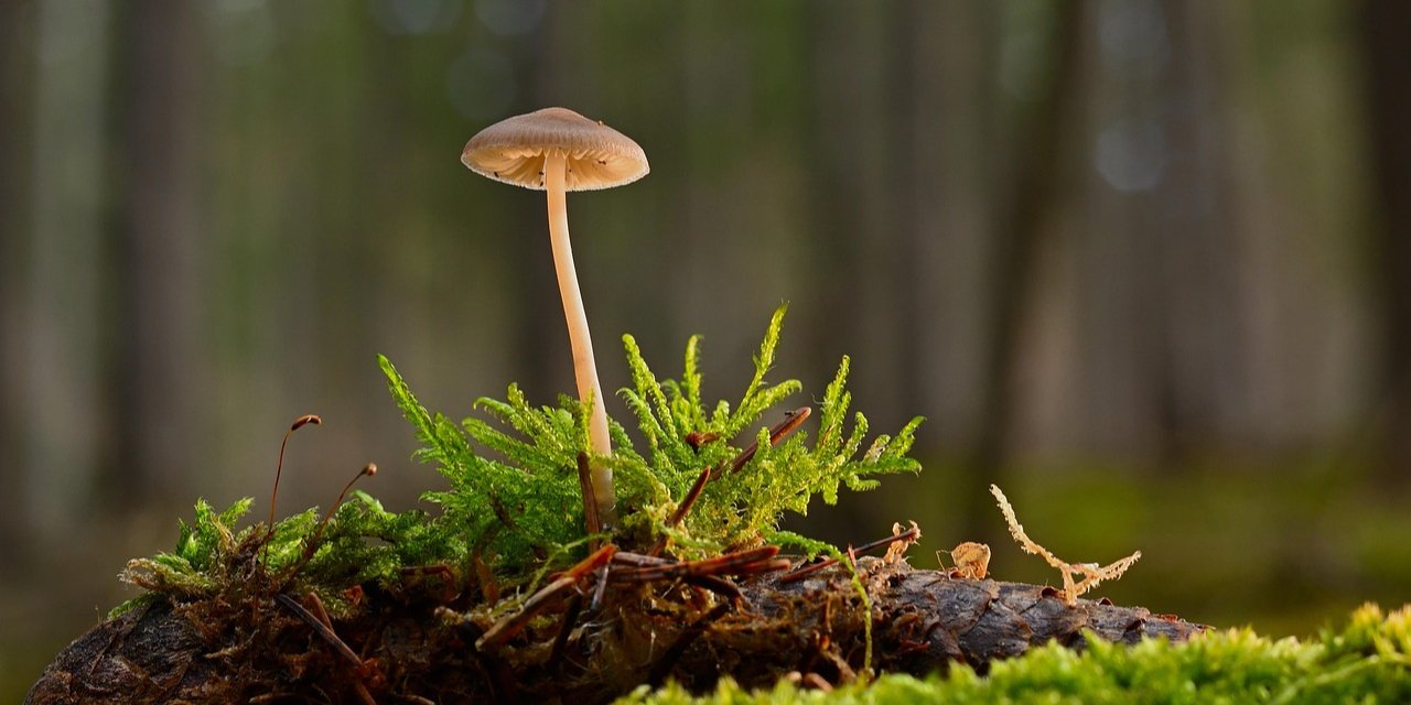 Учені визначили найгірший смак у гриба. Фото ілюстративне (Фото: jggrz/pixabay)