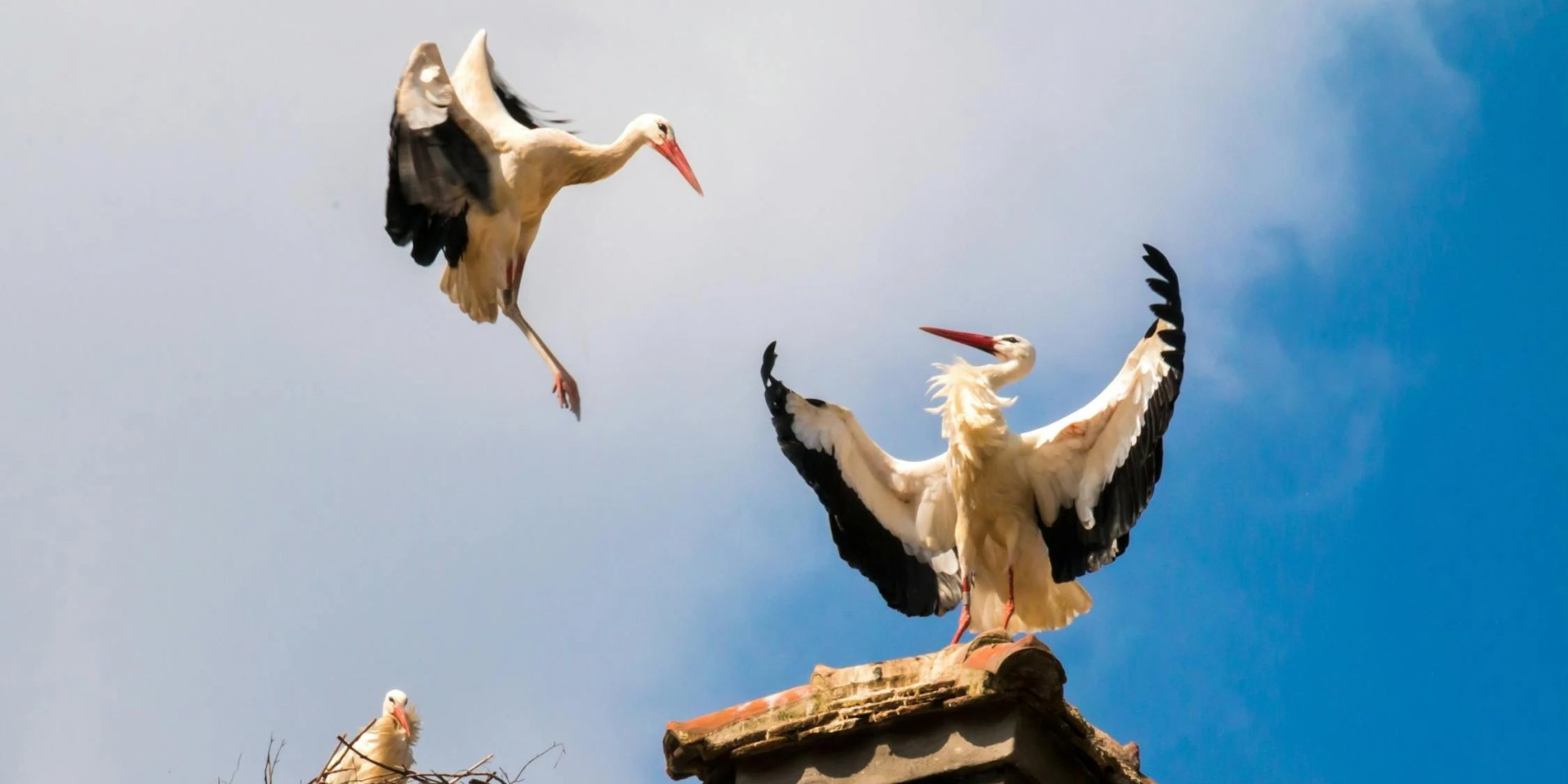 Лелека, чорногуз, бусел: какие еще слова используют украинцы