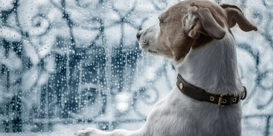 «Одевайтесь завтра тепло». Синоптик предупредила, где в Украине похолодает до +8 и пройдет дождь