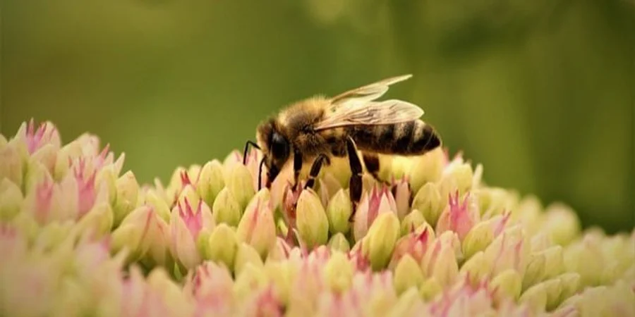 Вони в небезпеці. Нова доповідь розкриває загрози для бджіл по всьому світу Вони в небезпеці. Нова доповідь розкриває загрози для бджіл по всьому світу