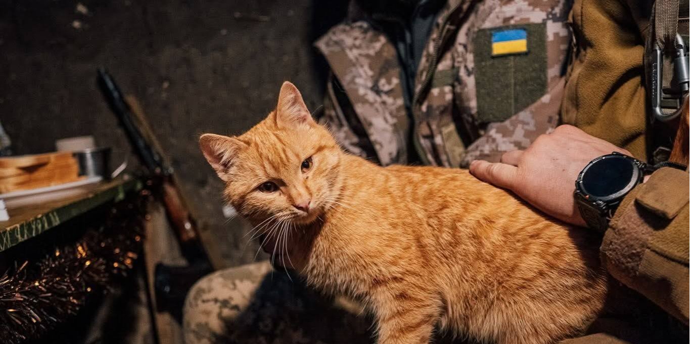 Котик на фронте (Фото: Генеральный штаб ВСУ)