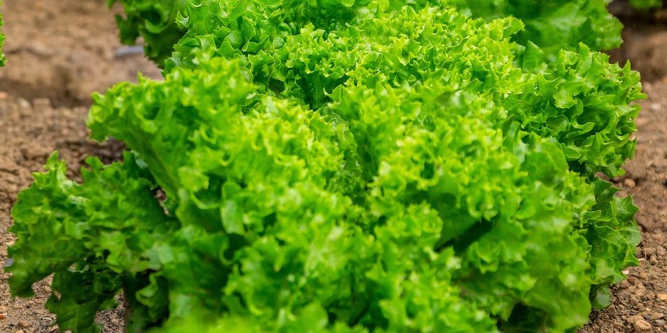 Выращивание двойного урожая салата (Фото: analogicus / pixabay)