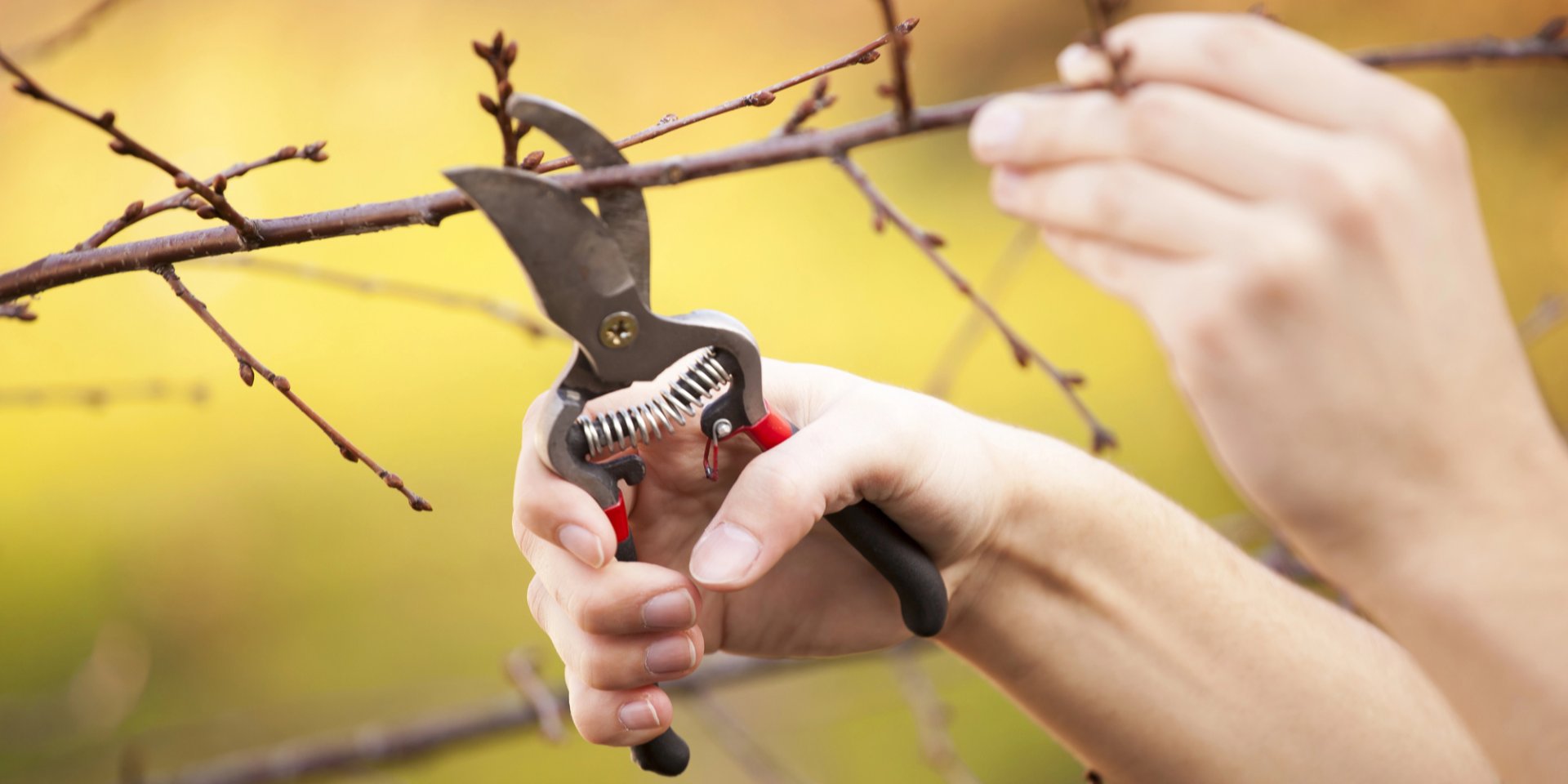 Летняя обрезка деревьев 2025 (Фото: adam_r/depositphotos)