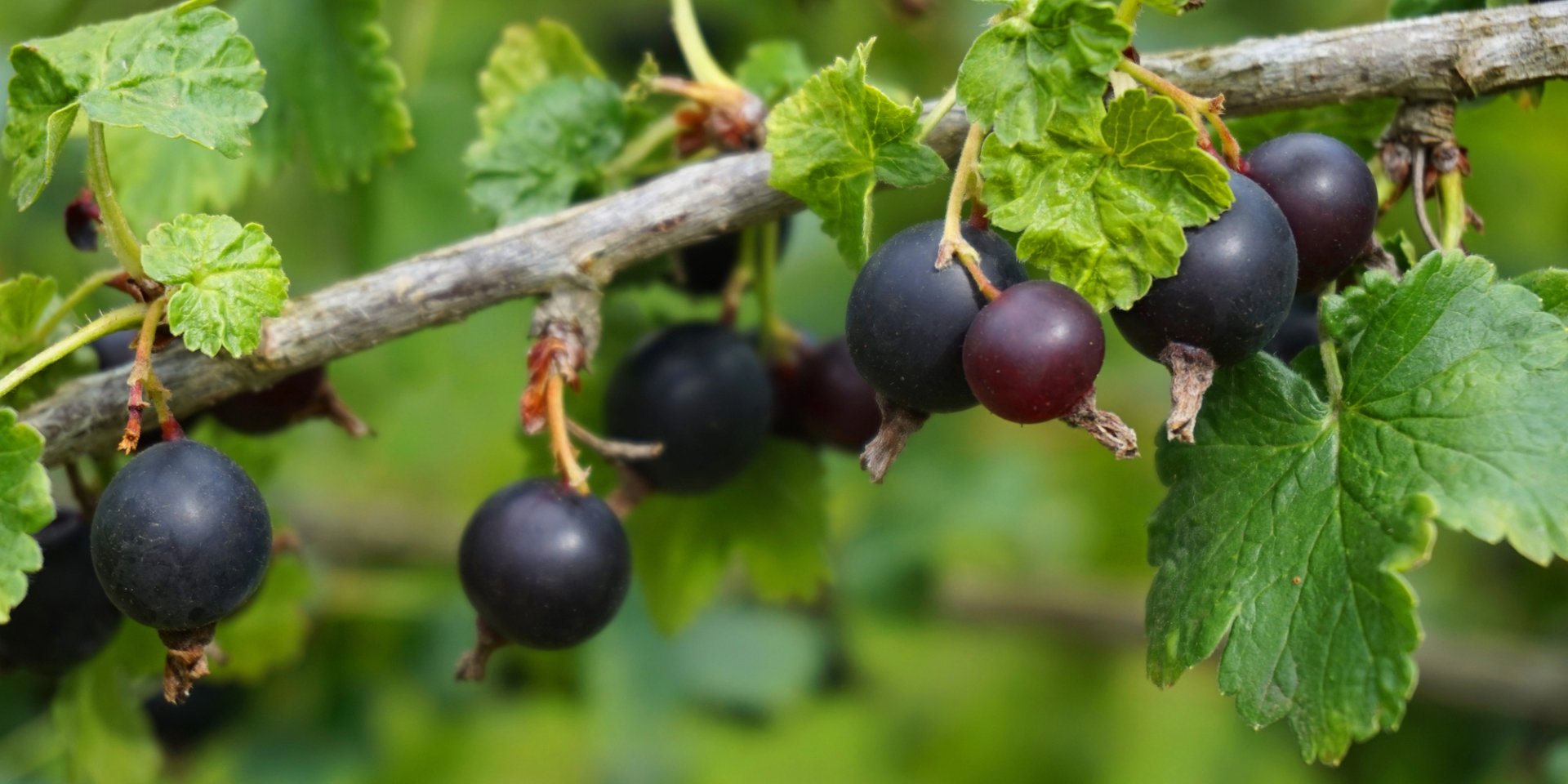 Куст смородины (Фото: jonnysek/depositphotos)