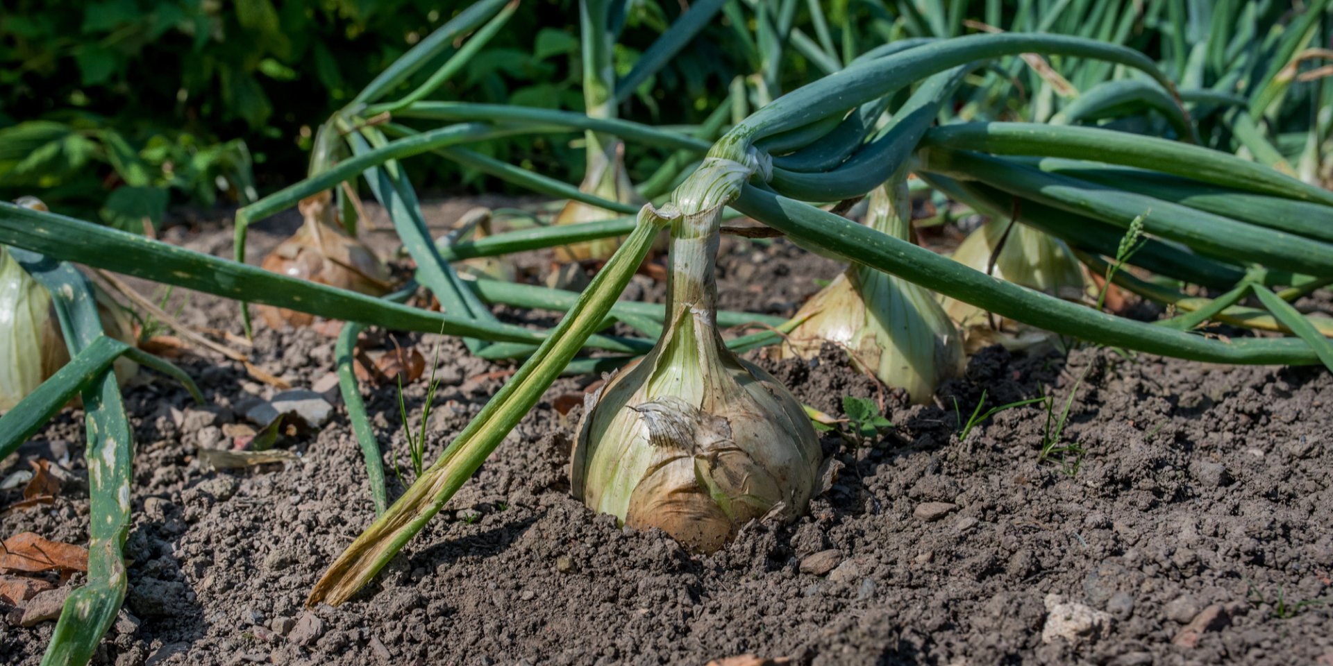 Лук растет на огороде (Фото: Dawid.Dobosz/depositphotos)