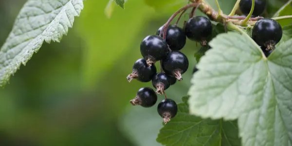 Смородина (Фото: depositphotos.com)