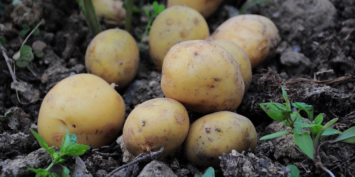 Пора копать картофель (Фото: FotoRain / pixabay)