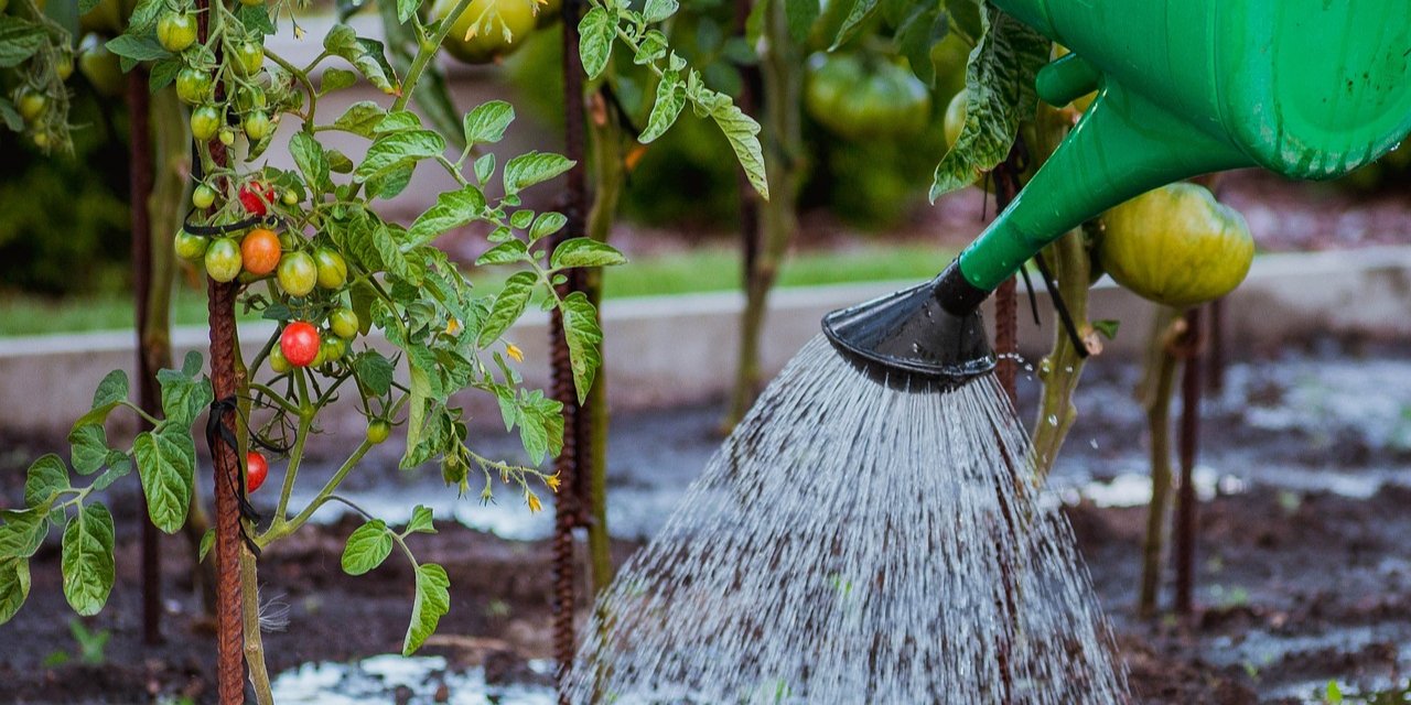 Правильный полив на огороде (Фото: jwvein / pixabay)
