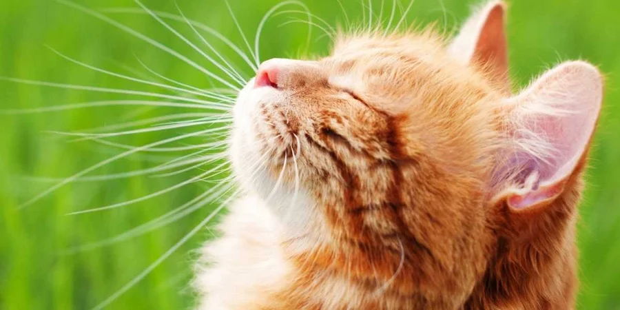 Гроза и более +30. Синоптик сообщил, где ожидается сильный дождь и в каких областях будет температура выше нормы