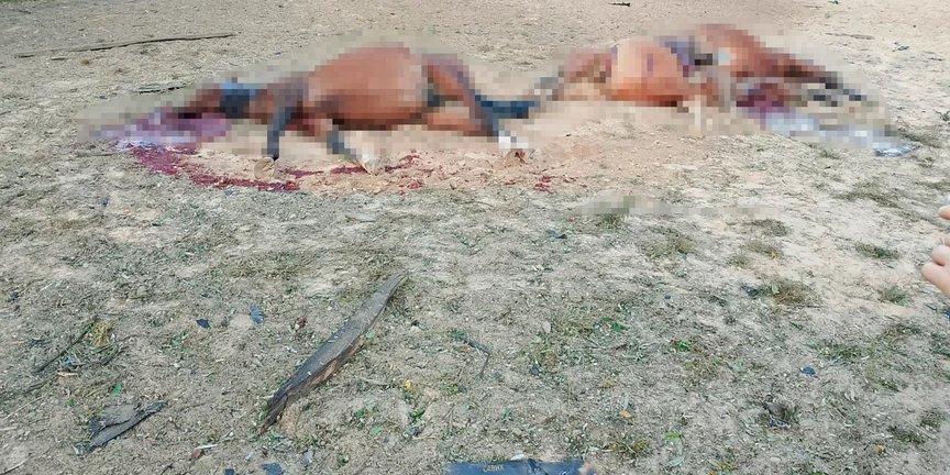 У&nbsp;Київській області шахеди атакували кінний клуб (Фото: Кінний клуб Arion Endurance / Facebook)