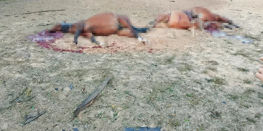 У Київській області шахеди атакували кінний клуб (Фото: Кінний клуб Arion Endurance / Facebook)