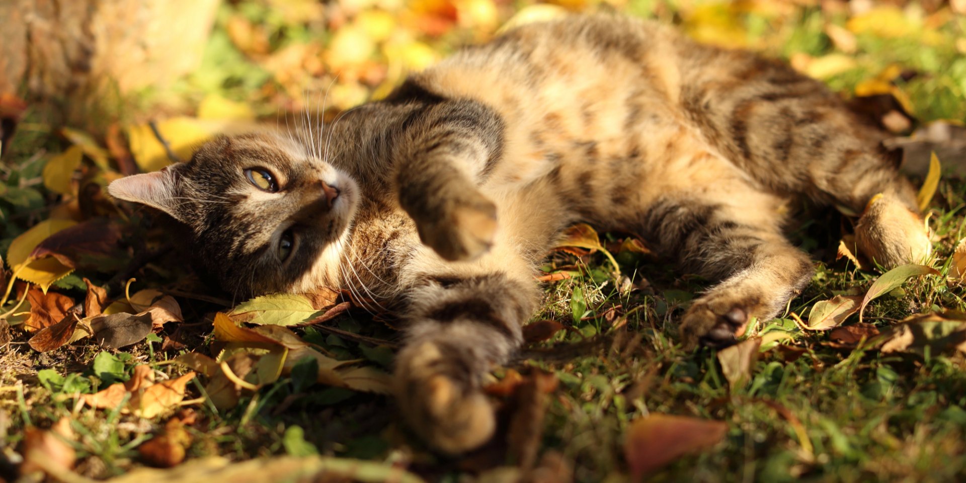 Температура снизится до +16. Синоптик предупредила, где резко похолодает в&nbsp;Украине и&nbsp;в&nbsp;каких областях останется тепло +28 градусов