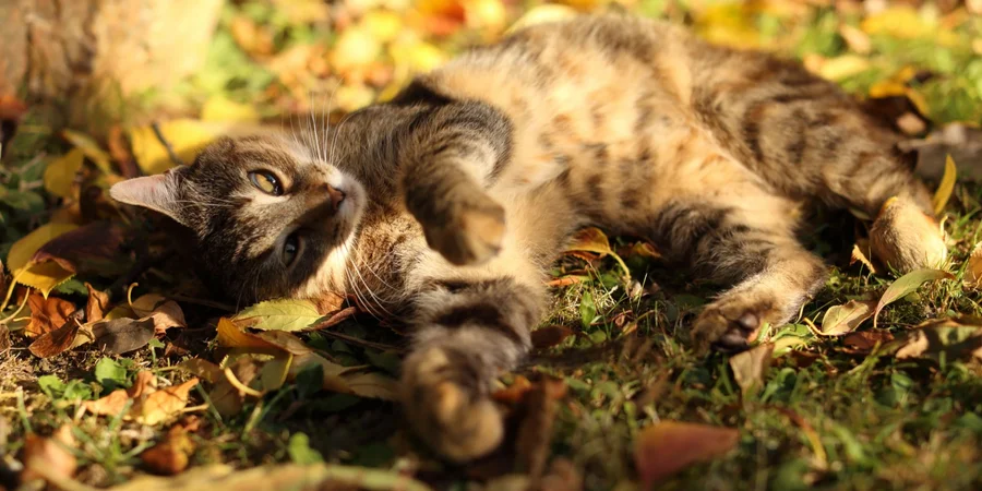 Температура снизится до +16. Синоптик предупредила, где резко похолодает в Украине и в каких областях останется тепло +28 градусов