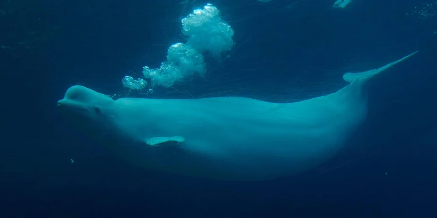 Чому Marineland не відкрився цього літа, що сталося з білухами, і як уряд планує реагувати / NV 3 Білуха плаває в акваріумі в парку розваг Marineland (Фото: The Canadian Press)