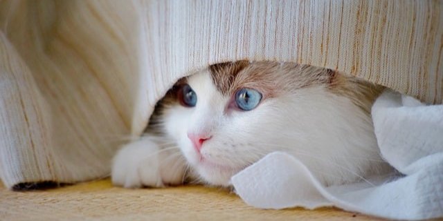 Коти допомагають власникам уникнути серцевого нападу (Фото: pixabay)