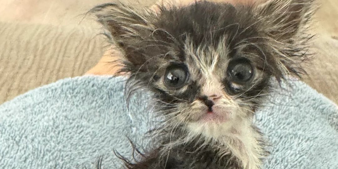 Бездомный котенок вырос в роскошную кошку (Фото: EclecticMagpie22/Reddit)