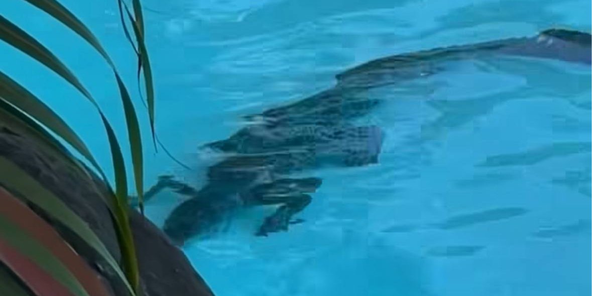Крокодил залез в бассейн на территорию отеля (Фото: LISA KELLER/Instagram)