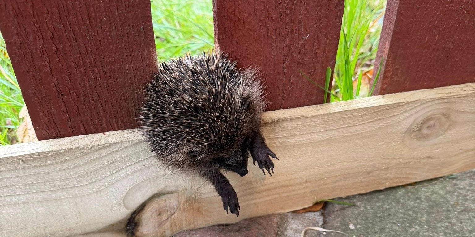 В Шотландии спасли ежика, который застрял между досками забора (Фото: Burntisland Hedgehog Haven/Facebook)
