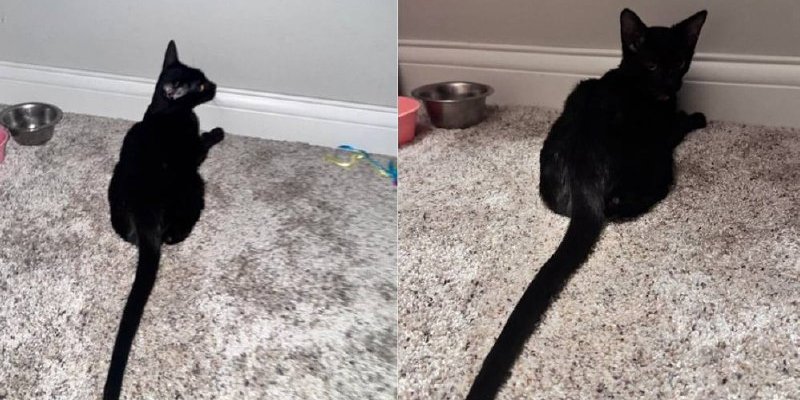 Жінка прихистила котика з невзично довгим хвостом (Фото: u/MeowntyPython/Reddit)