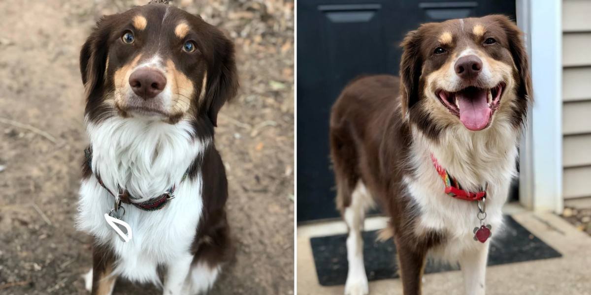 Женщина девять лет не знала настоящей породы своей собаки (Фото: Breanna225/Reddit)