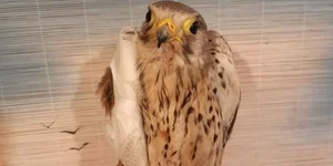 Falcon Shrike attacked a Russian drone in June 2025. (Photo: Facebook Veronica Konkova)