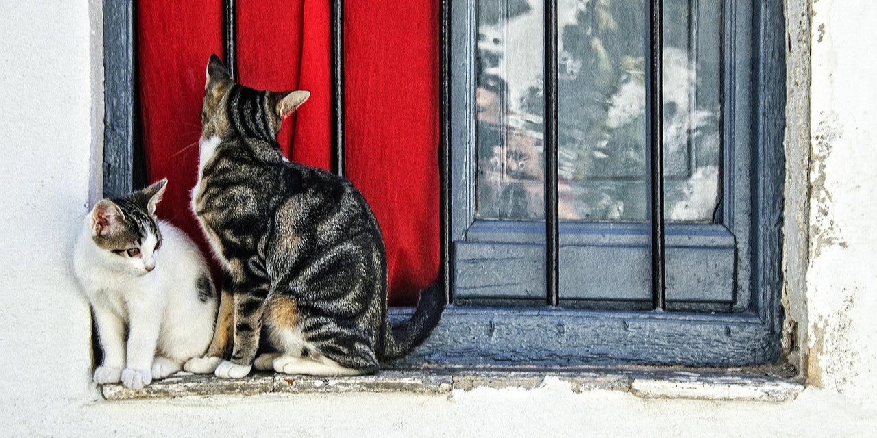 В Турции мужчина будет платить алименты на котов (Фото: gmello/Pixabay)