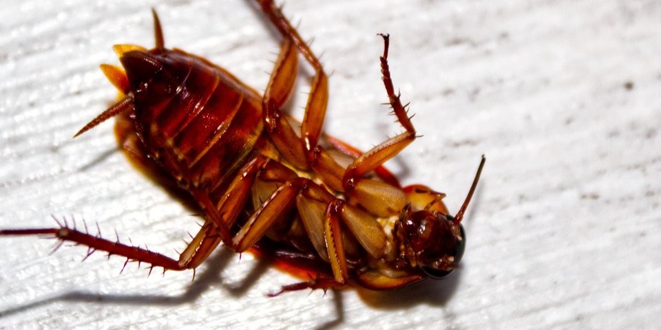 Женщина пыталась поймать таракана и подожгла квартиру. (Фото: Nick_the_Photographer/Pixabay)