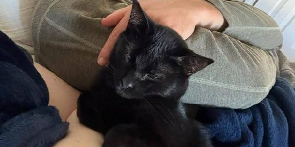 Кот поддерживает хозяйку после операции (Фото: Pooraf666/Reddit)