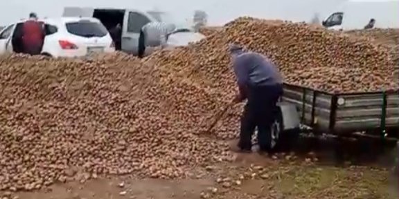 В Польше появились фейковые новости о бесплатном картофеле, что привело к краже 150 тонн урожая (Фото: Портал informacyjny nowiny24.pl)