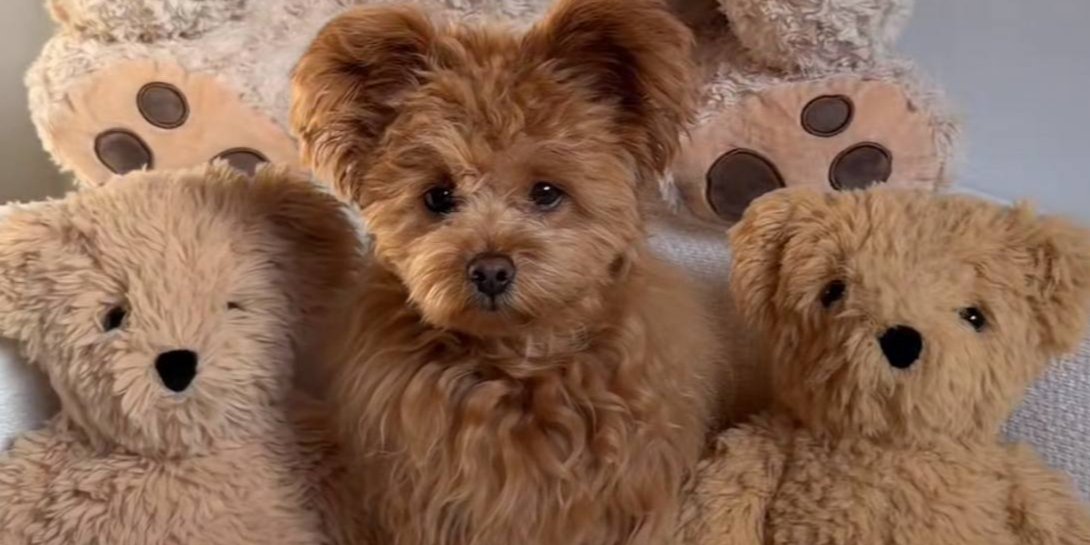 Сети восхитились щенком, который похож на игрушечного плюшевого мишку (Фото: Honey The Pomapoo/TikTok/скриншот)