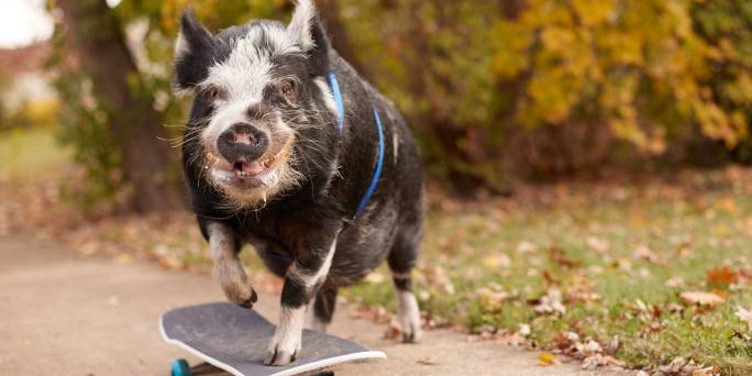 Свинья по кличке Норберт стала мировым рекордсменом (Фото: Guinness World Records)