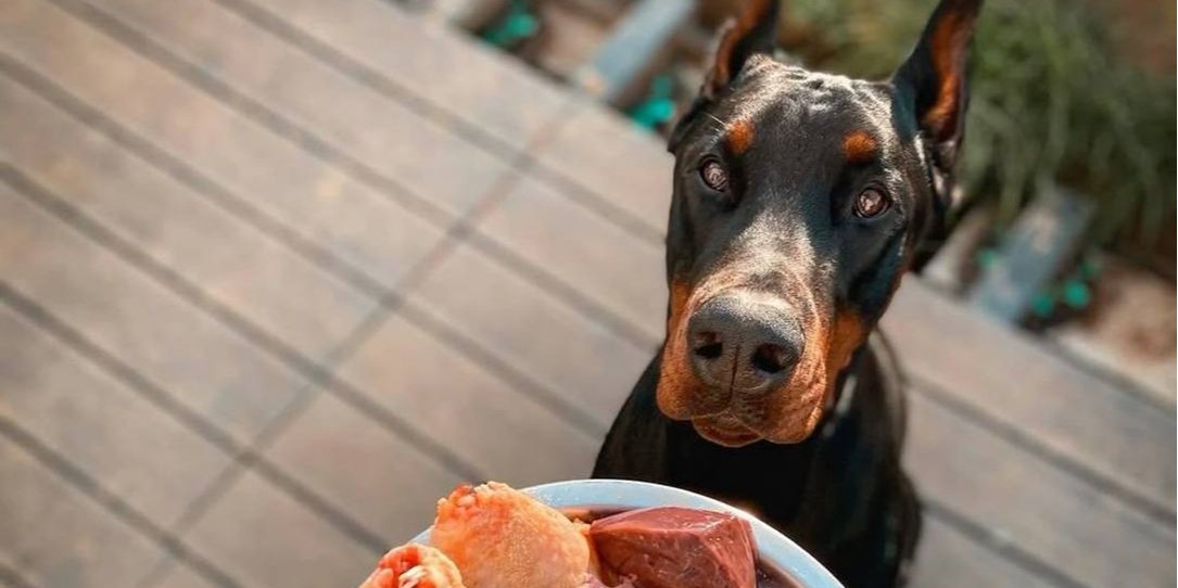 В Британии изготавливают говядину для собак (Фото: isko.pouikk/Pinterest)