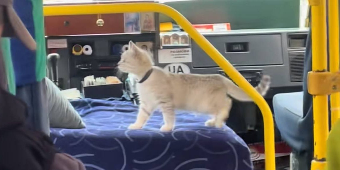 Кот ехал в маршрутке во Львовской области (Фото: vakhula_again/TikTok/скриншот)