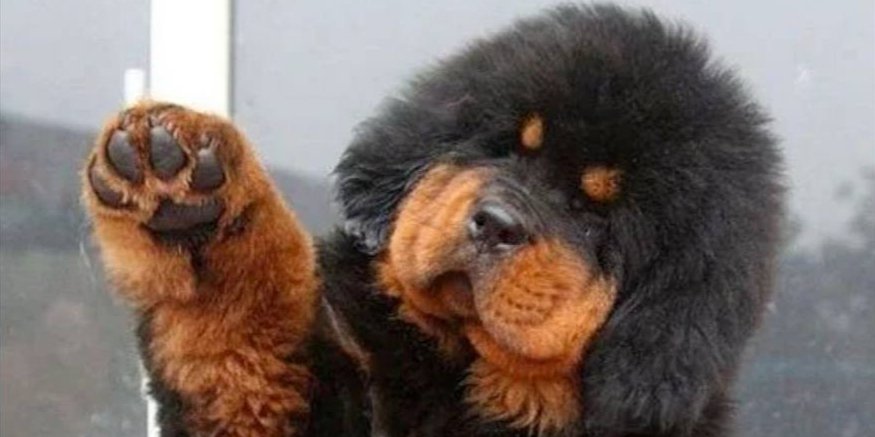 Самой дорогой собакой в мире оказался тибетский мастиф (Фото: r/awww/Reddit)