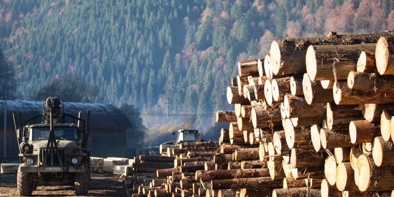 Правительство временно запретило экспорт необработанной древесины