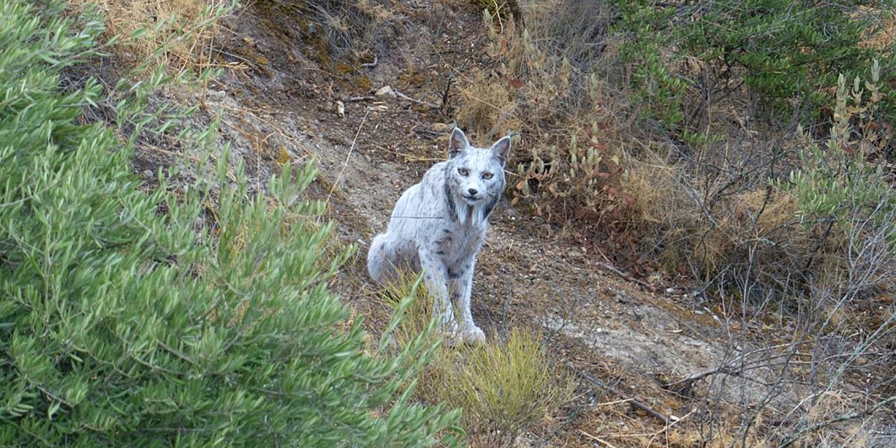 Испанский фотограф впервые запечатлел белоснежную иберийскую рысь (Фото: Angel Hidalgo/Instagram)