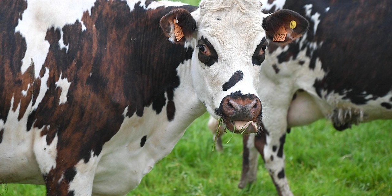 Коровы устроили беспорядок в английской деревне (Фото: JACLOU-DL/Pixabay)