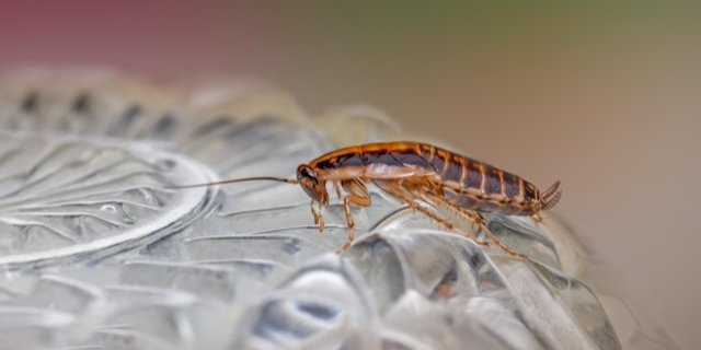 Тараканы выделяют бактериальные токсины и аллергены (Фото: unsplash)