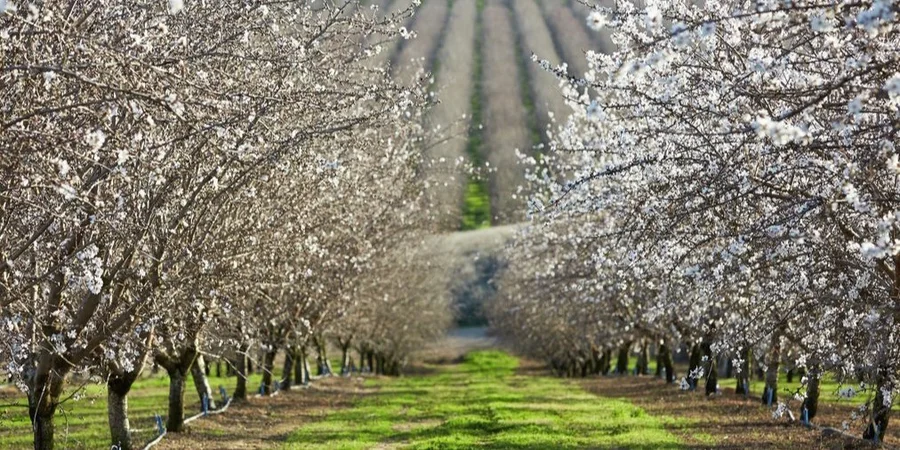 Мигдалевий сад (Фото: turlockjournal.com)