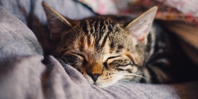 Некоторые исследования показали, что общение с кошками в детстве может повысить вероятность развития шизофрении (Фото: pixabay)