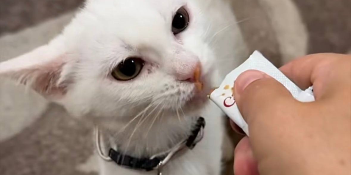 Ветеринары нашли брошенного котенка и спасли его (Фото: vet.crew/Instagram/скриншот)